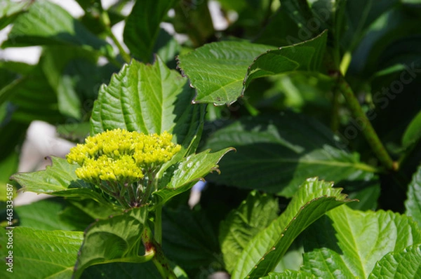 Obraz 初夏の新緑とアジサイの蕾