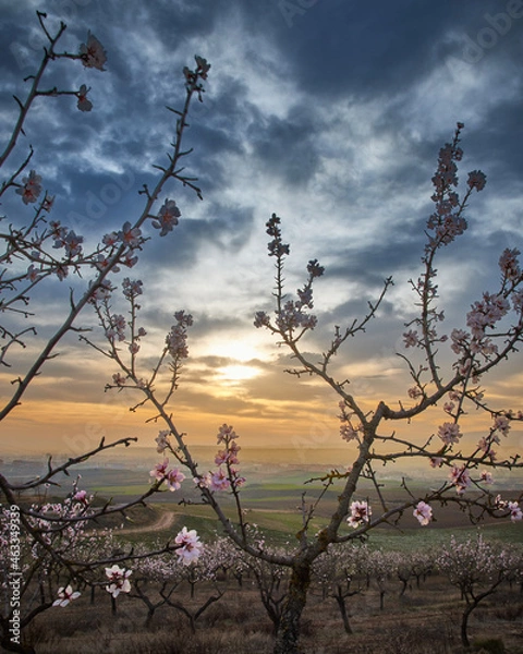 Fototapeta Flower trees in the way