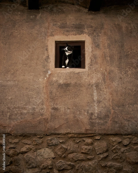 Fototapeta Cat in the window