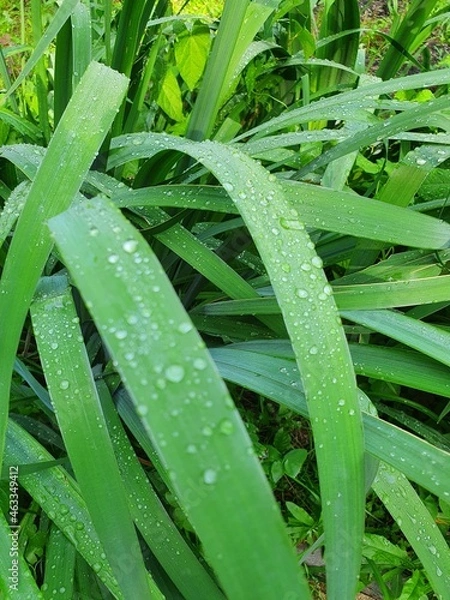 Fototapeta капли росы на длинных зеленых листьях