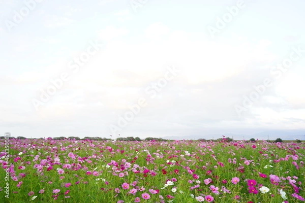 Fototapeta コスモス畑