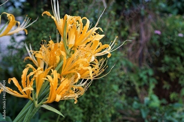 Obraz オレンジ色の彼岸花