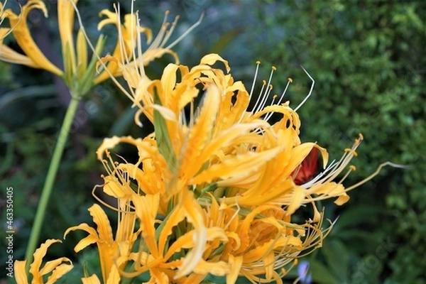 Obraz オレンジ色の彼岸花