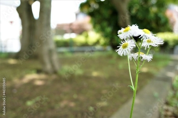 Obraz 公園に咲く白いヒナギク