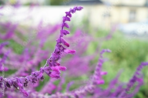 Obraz アメジストセージの群生