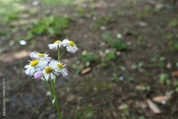 Obraz 公園に咲く白いヒナギク