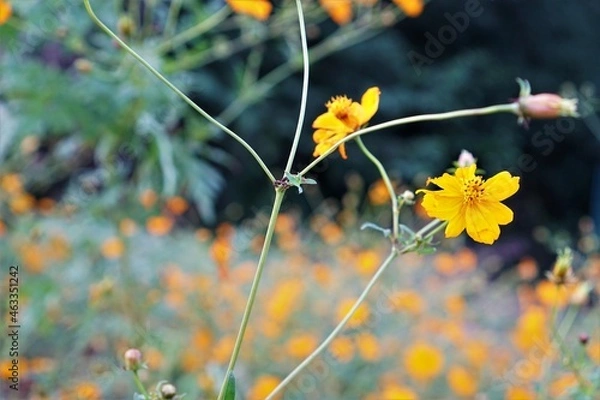 Obraz キバナコスモス群生