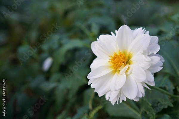 Obraz 朝露に輝く白いデイジー