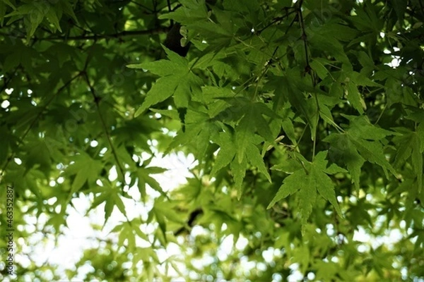 Obraz 思いっきり森林浴