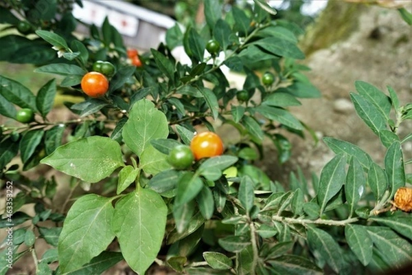 Obraz 未熟なミニトマト