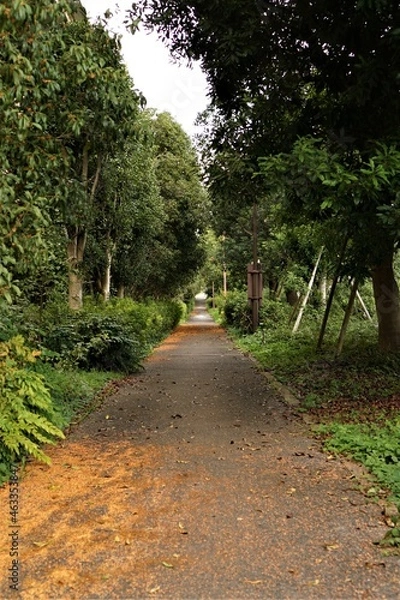 Obraz 鬱蒼とした小脇道