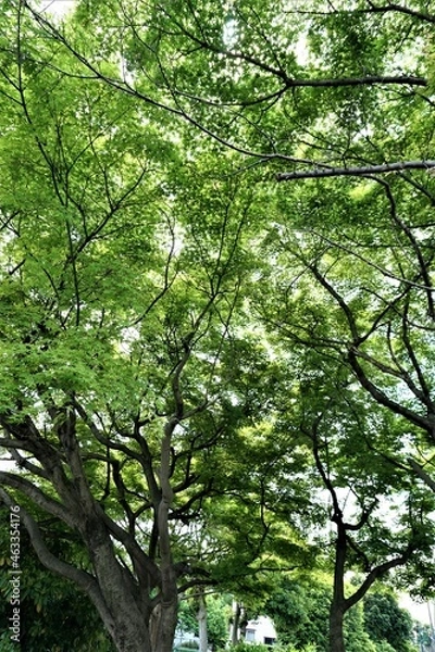 Obraz 思いっきり森林浴