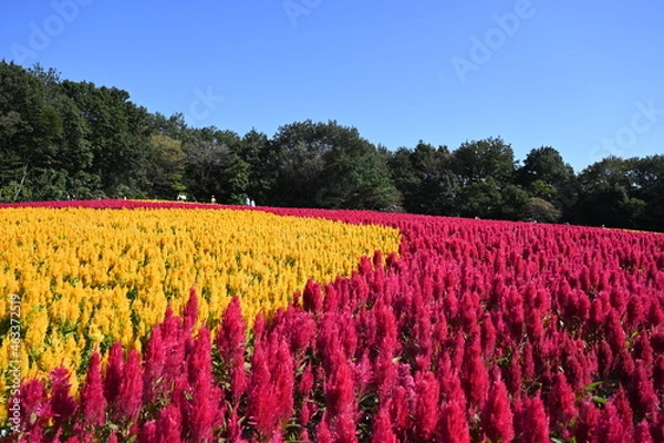 Obraz 日本の国営武蔵丘陵森林公園の花畑で咲くカラフルな羽毛ケイトウ