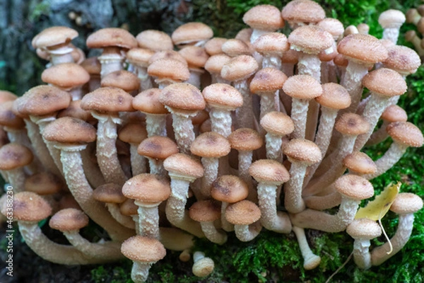 Obraz Clusters of mushrooms growing on the trunk of a tree in cloudy weather.