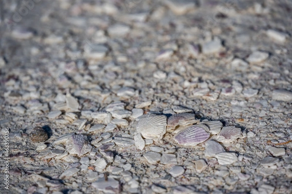 Fototapeta 宗谷丘陵 - 白い道