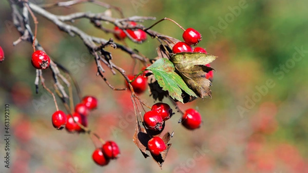 Fototapeta Crataegus. autumn forest red berries on a branch. Close-up of ripe winter fruits of red hawthorn with natural background. bokeh, place for text. hawthorn bush, berries in medicine, cosmetology