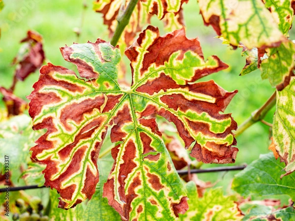 Fototapeta Phytoplasma, virus and virus like diseases in vines plants. Leaves affected