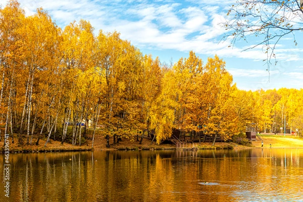 Fototapeta Birch trees with yellow autumn foliage on the shore of a pond in a city park