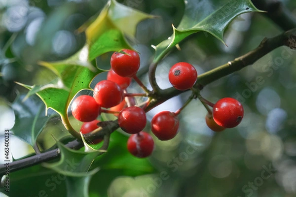 Fototapeta A branch of holly with red berries 
