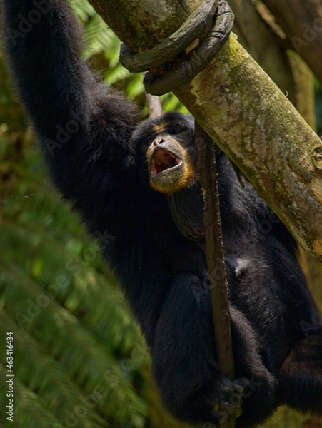 Obraz Black monkey Bogor