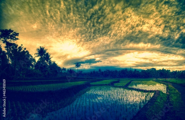 Obraz Clouds, ricefield and sunset