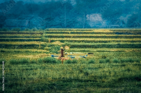 Obraz rice field and sift