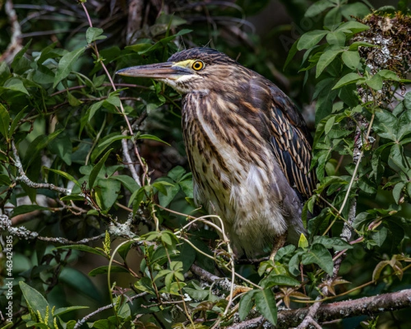 Fototapeta A heron resting perched on a tree branch