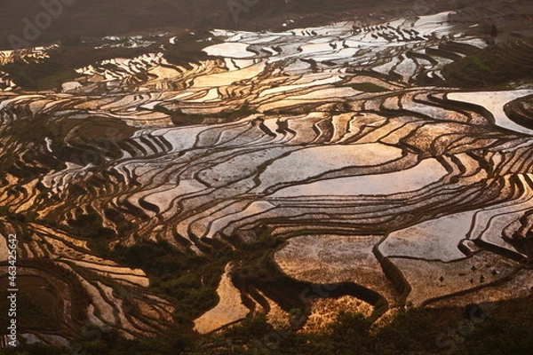 Obraz 雲南省・元陽 多依樹の朝日に染まる棚田