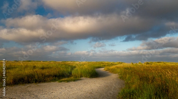 Fototapeta Path to the beach through sand dunes with sea oath grass in rising sun soft light. schiermonnikoog Netherlands
