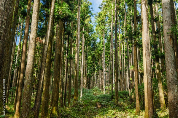 Fototapeta 晴れた日の杉林