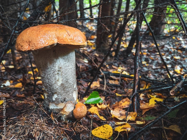 Fototapeta Koźlarz czerwony