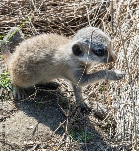 Obraz Erdmännchen