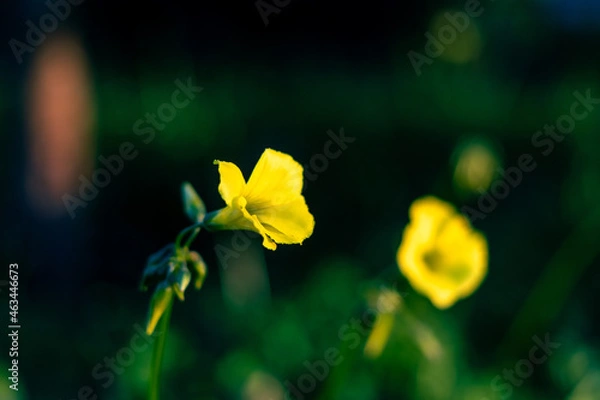 Obraz Flor silvestre 2