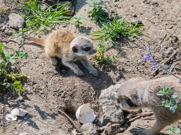 Obraz Erdmännchen