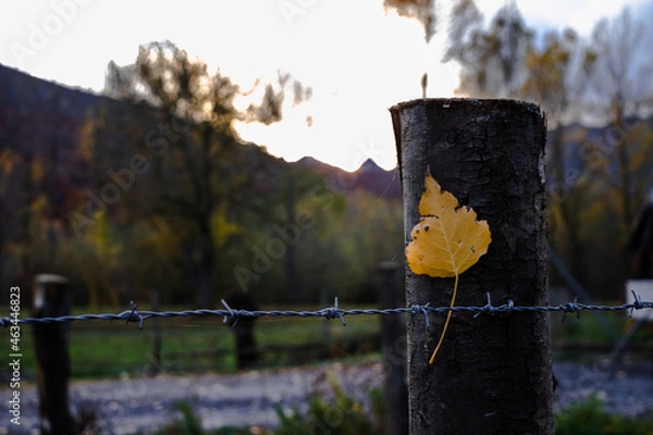 Obraz Flor em descanso 2