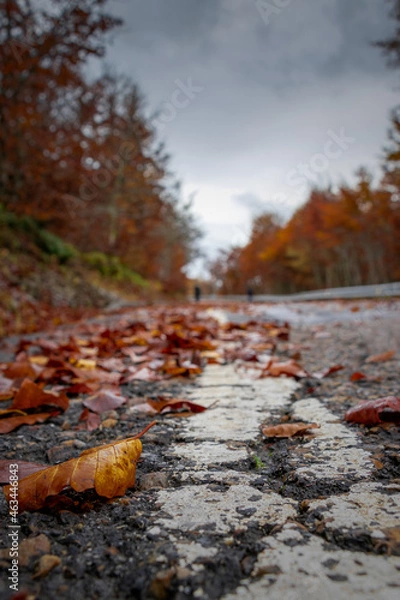 Obraz Estranha de outono