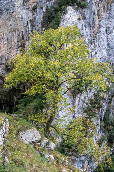 Obraz Árvore na encosta