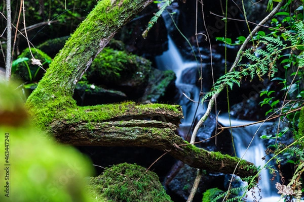 Obraz Cascata escondida