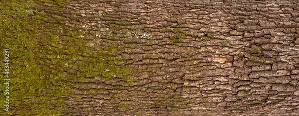 Fototapeta Embossed texture of the bark of oak. Panoramic photo of the oak texture with moss.