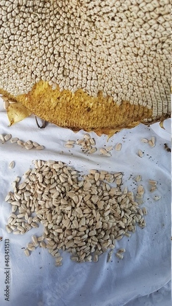 Obraz grains in a basket