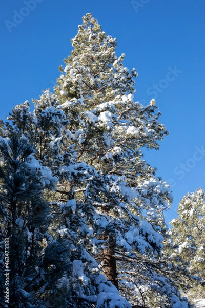 Obraz Pine with snow