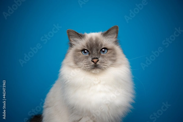 Fototapeta fluffy blue point birman cat with blue eyes portrait on blue background with copy space