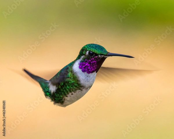 Fototapeta hummingbird in flight