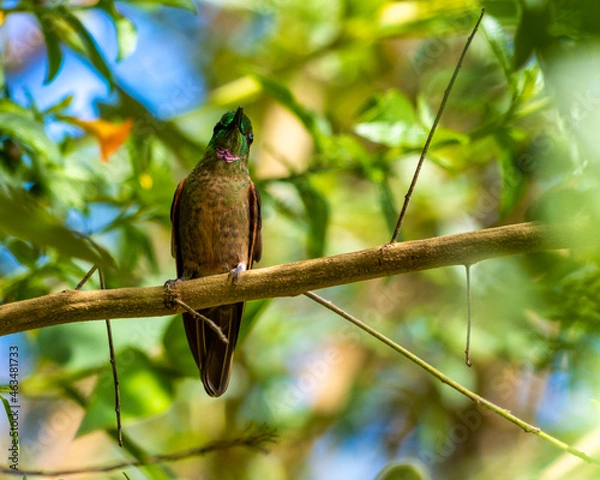 Fototapeta hummingbird on a branch