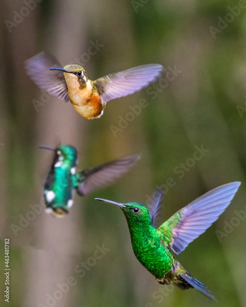 Fototapeta hummingbirds in flight