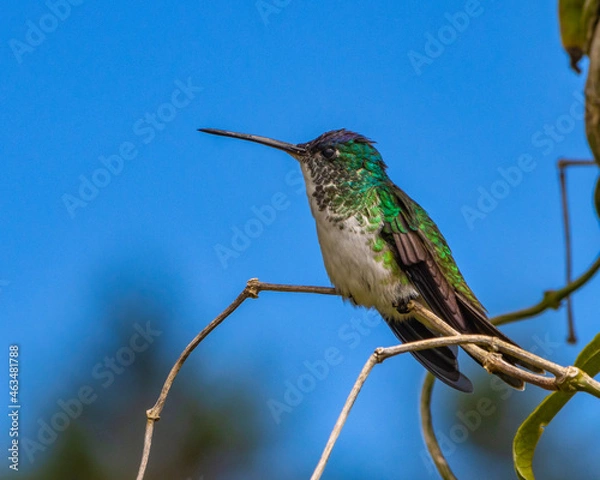 Fototapeta hummingbird on a branch