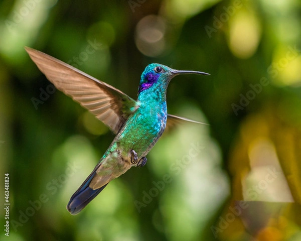 Fototapeta hummingbird in flight