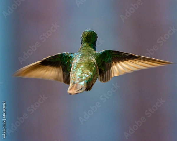 Fototapeta hummingbird in flight