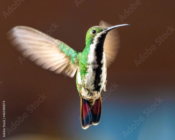 Fototapeta hummingbird in flight