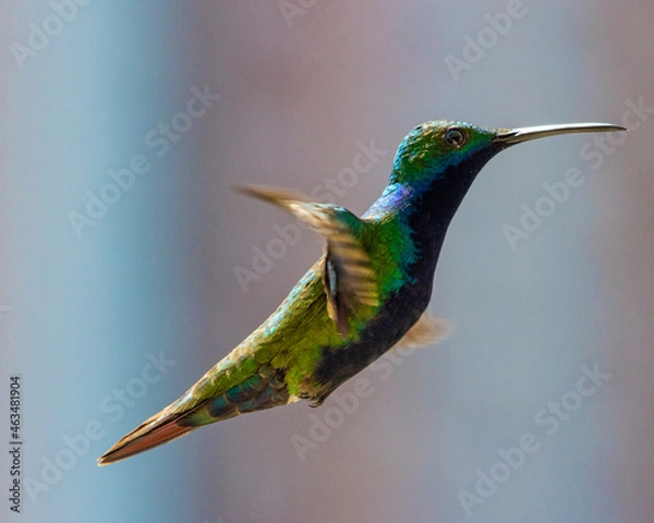 Fototapeta hummingbird in flight